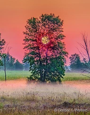 Sun Rising Through A Tree_P1150713-5.jpg - Photographed near Smiths Falls, Ontario, Canada.